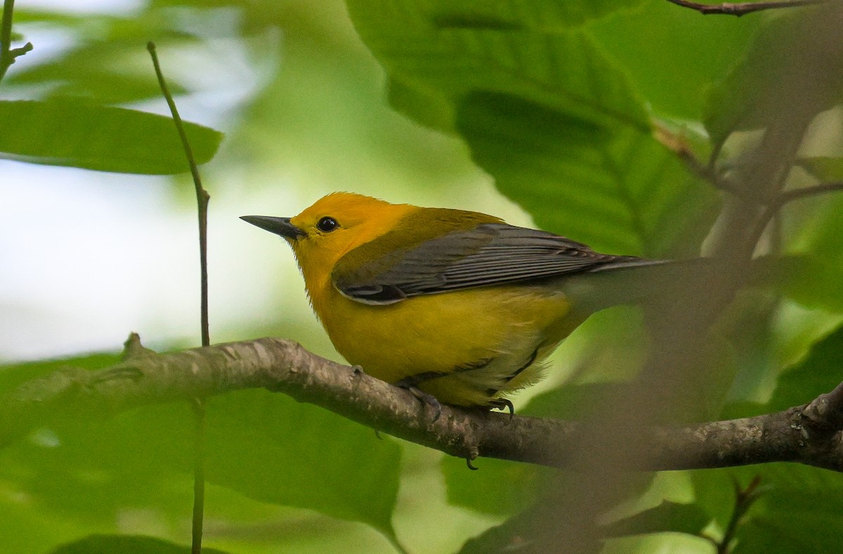 Prothonotary Warbler - ML620339052