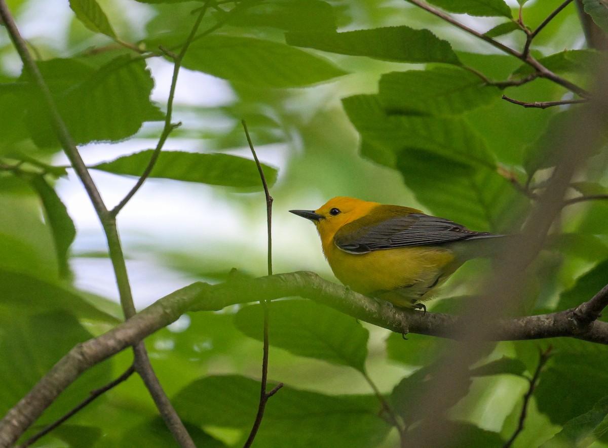 Prothonotary Warbler - ML620339053