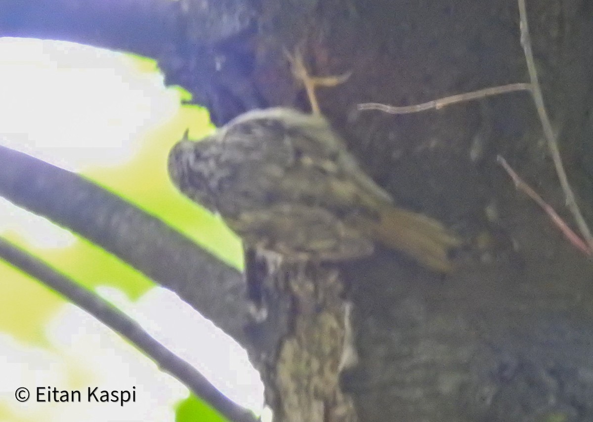 Short-toed Treecreeper - Eitan Kaspi