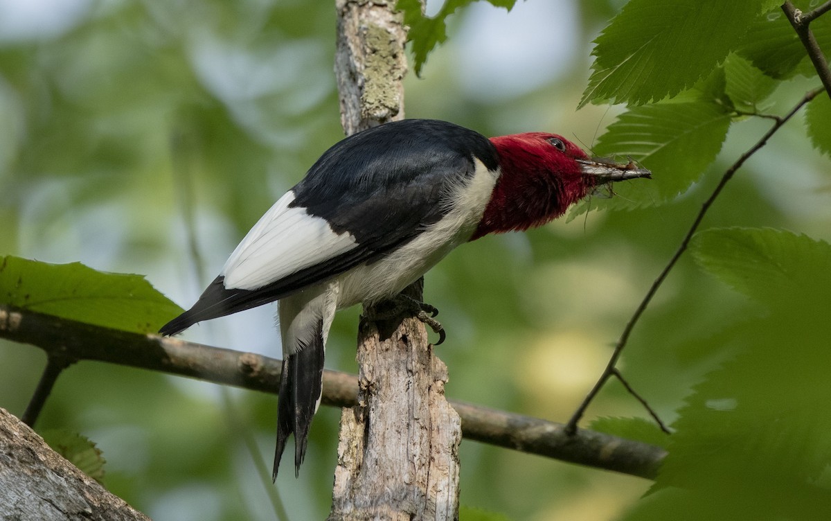Red-headed Woodpecker - ML620339060