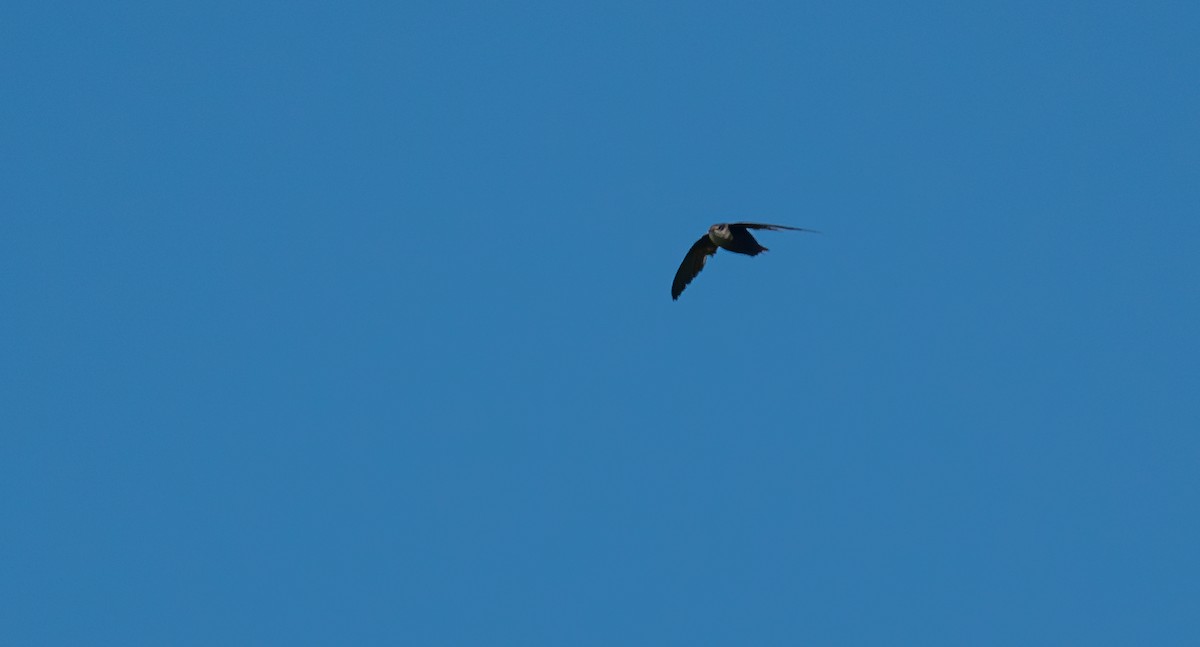 Chimney Swift - David Factor