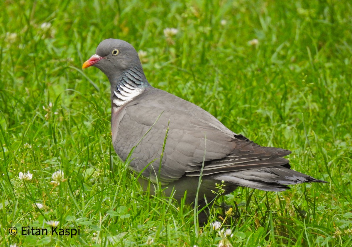 Common Wood-Pigeon - ML620339064
