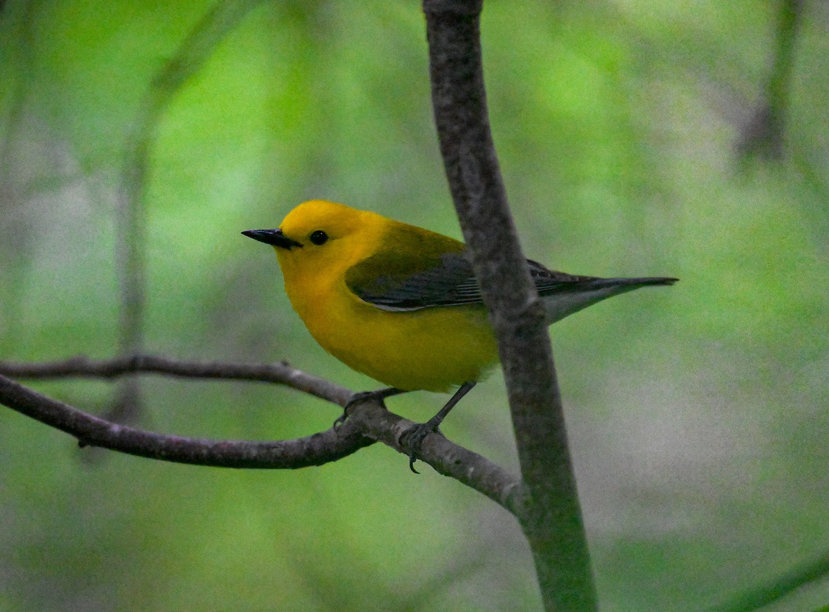 Prothonotary Warbler - ML620339065