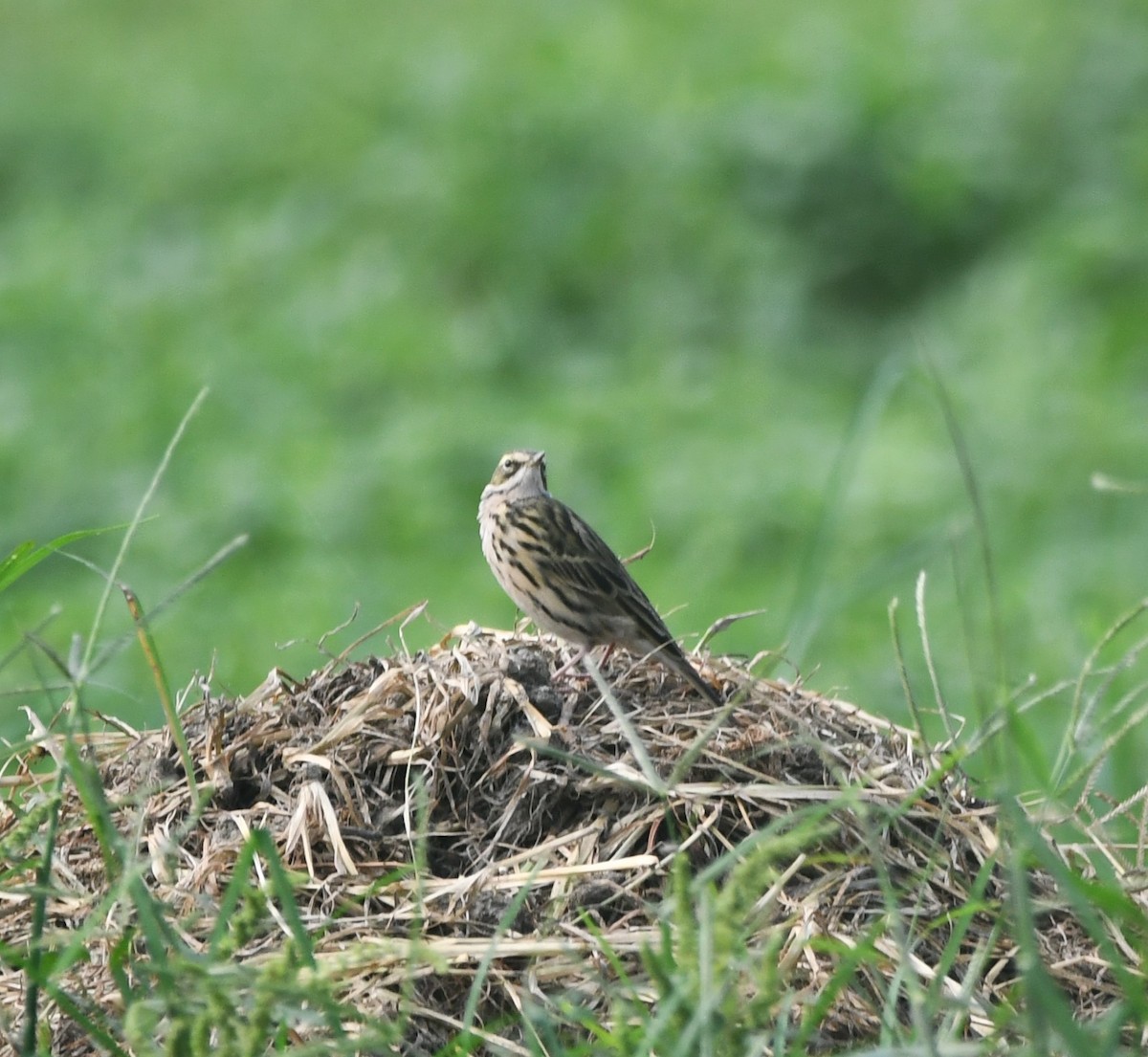 Rosy Pipit - ML620339072