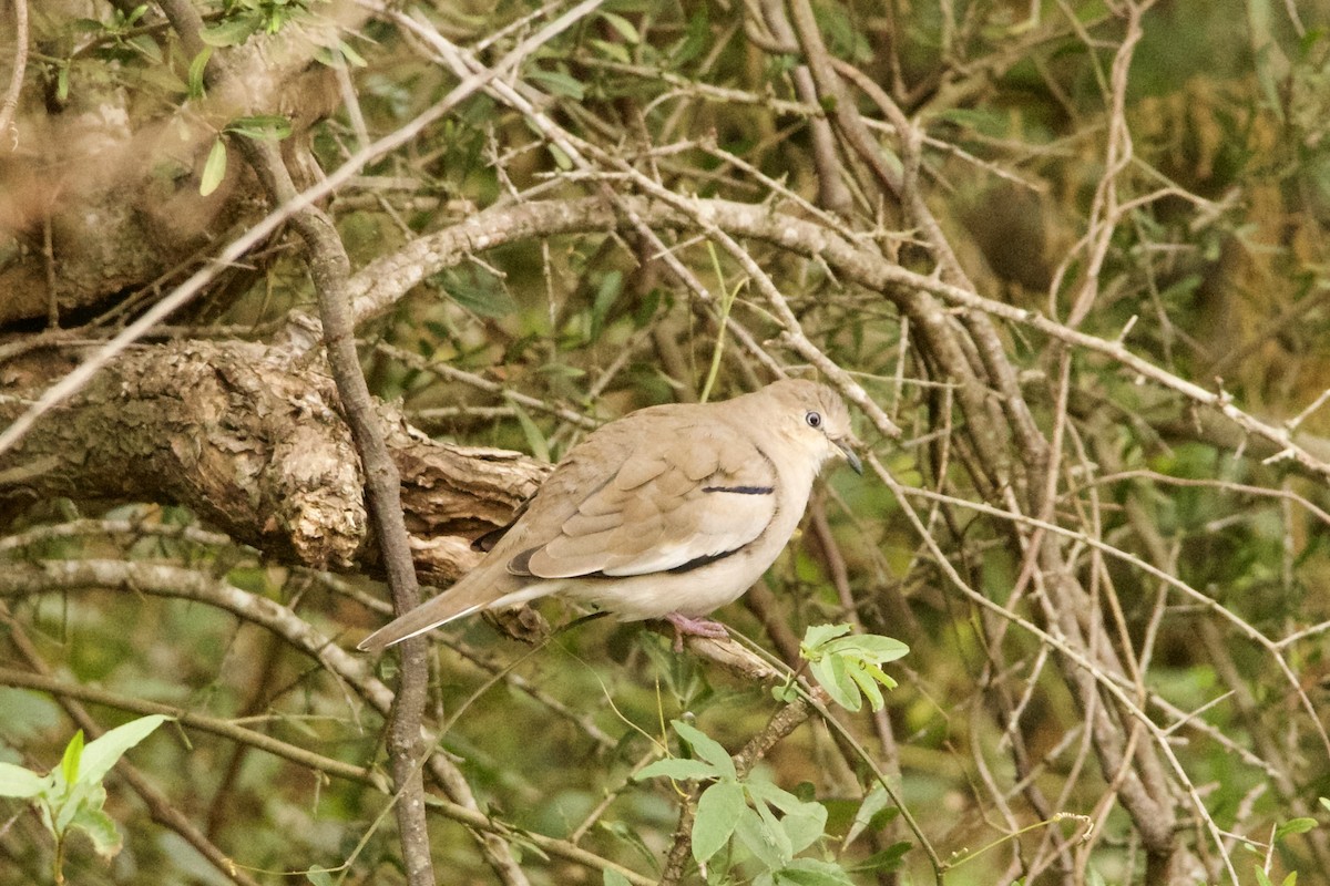 Picui Ground Dove - ML620339073