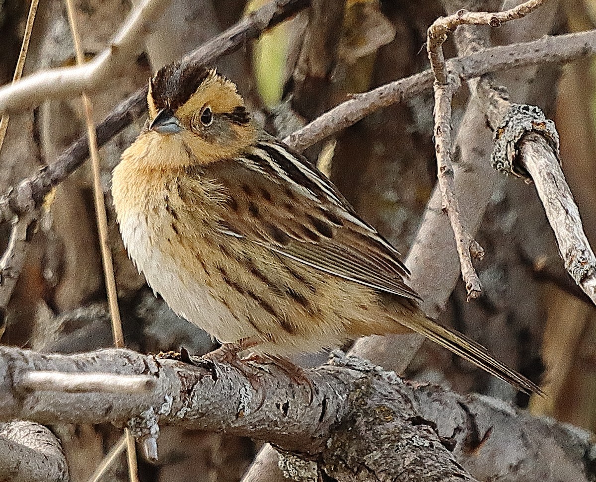 Nelson's Sparrow - ML620339078