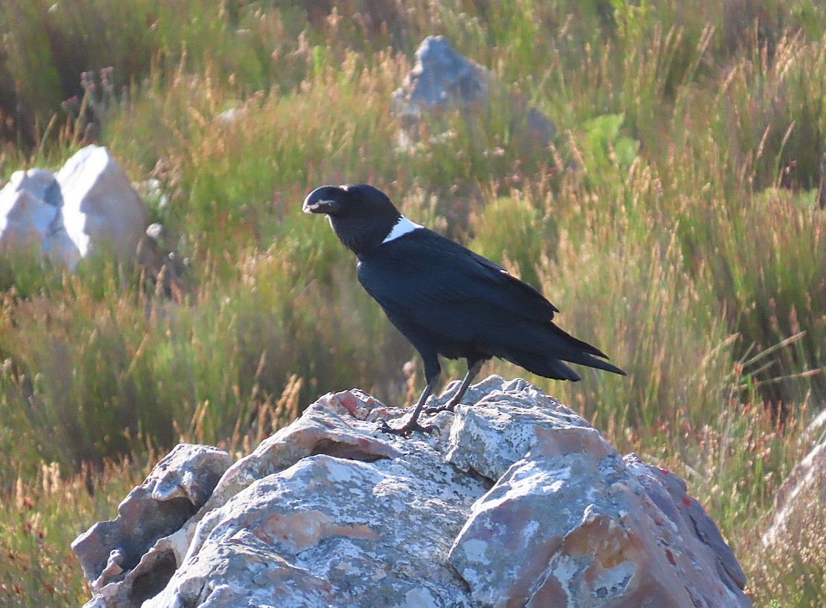 Corbeau à nuque blanche - ML620339080