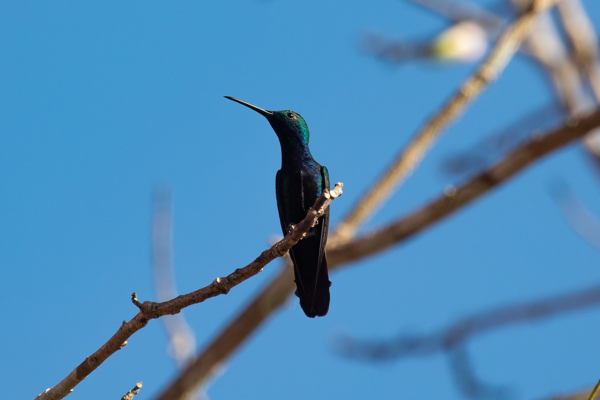 Black-throated Mango - ML620339091