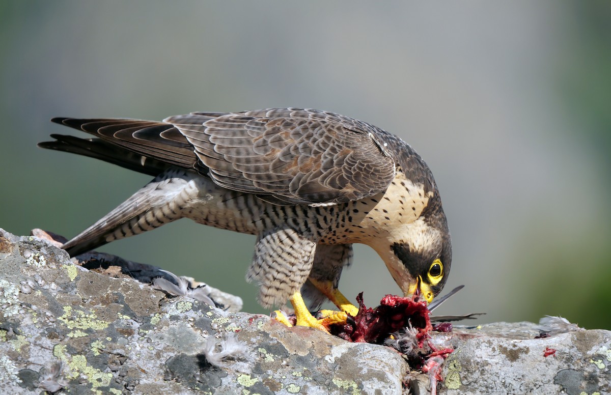 Peregrine Falcon - ML620339101