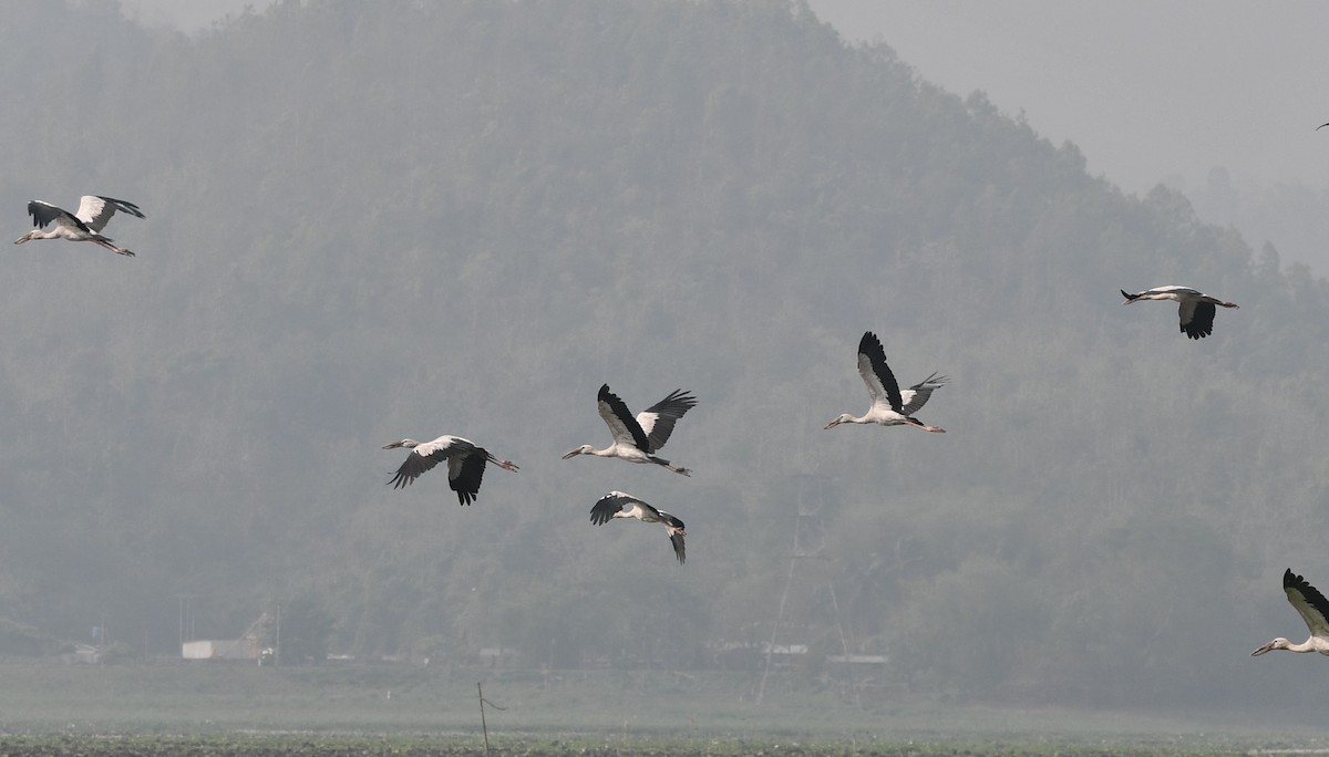 Asian Openbill - ML620339115