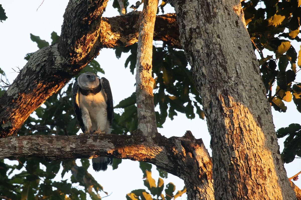 Harpy Eagle - ML620339120