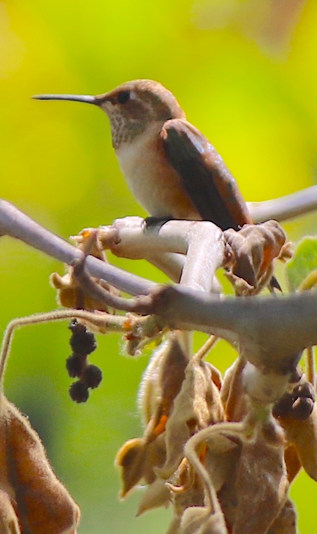 Black-chinned Hummingbird - ML620339125