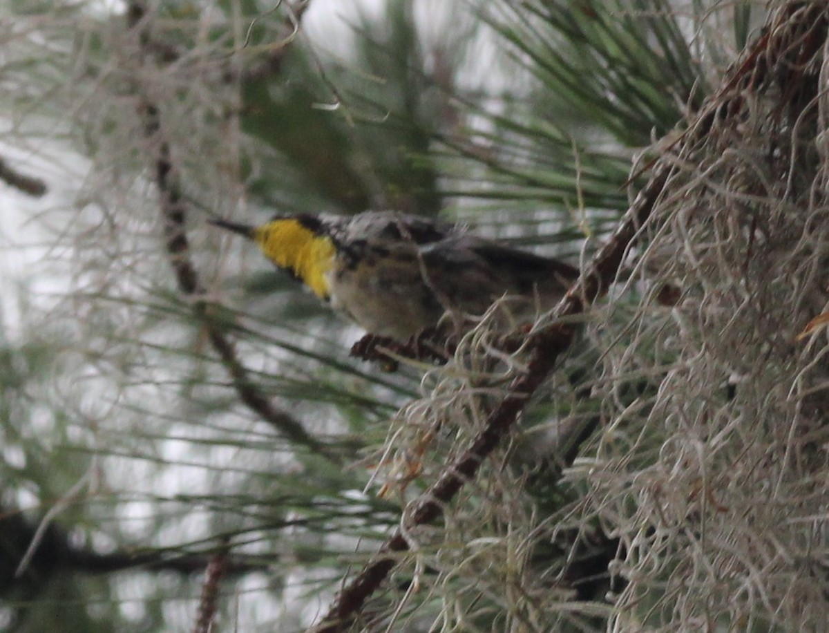 Yellow-throated Warbler - ML620339128