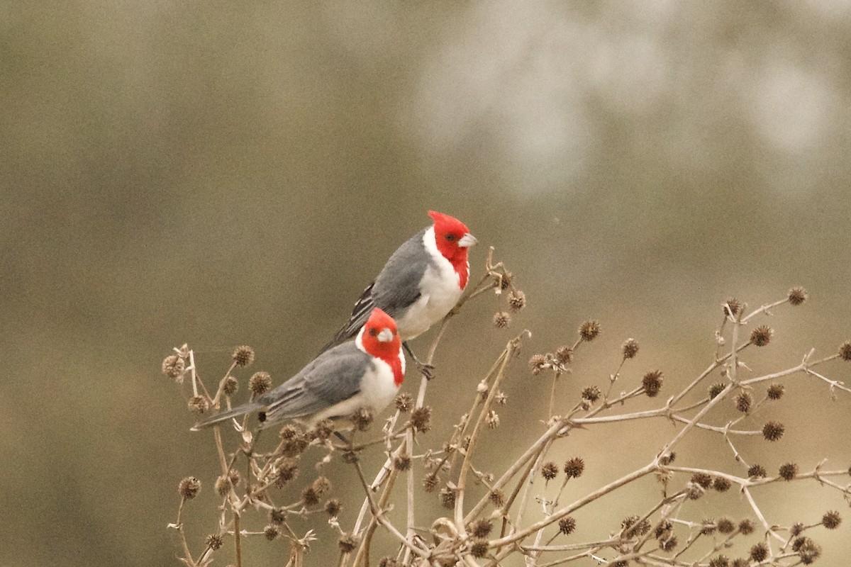 Red-crested Cardinal - ML620339129