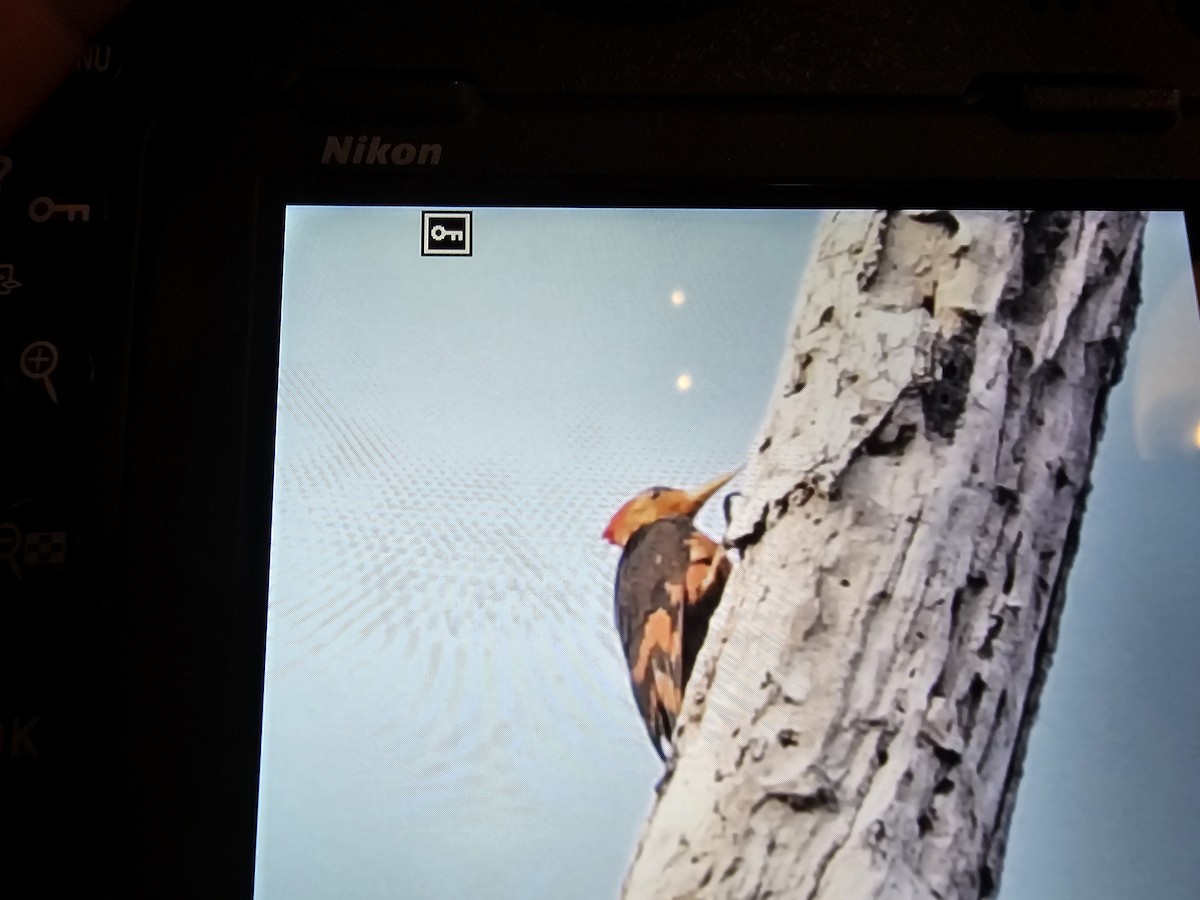 Orange-backed Woodpecker - ML620339137