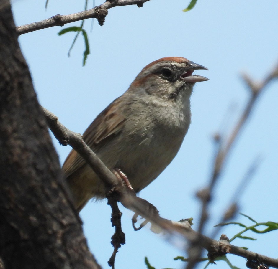 Rufous-crowned Sparrow - ML620339143
