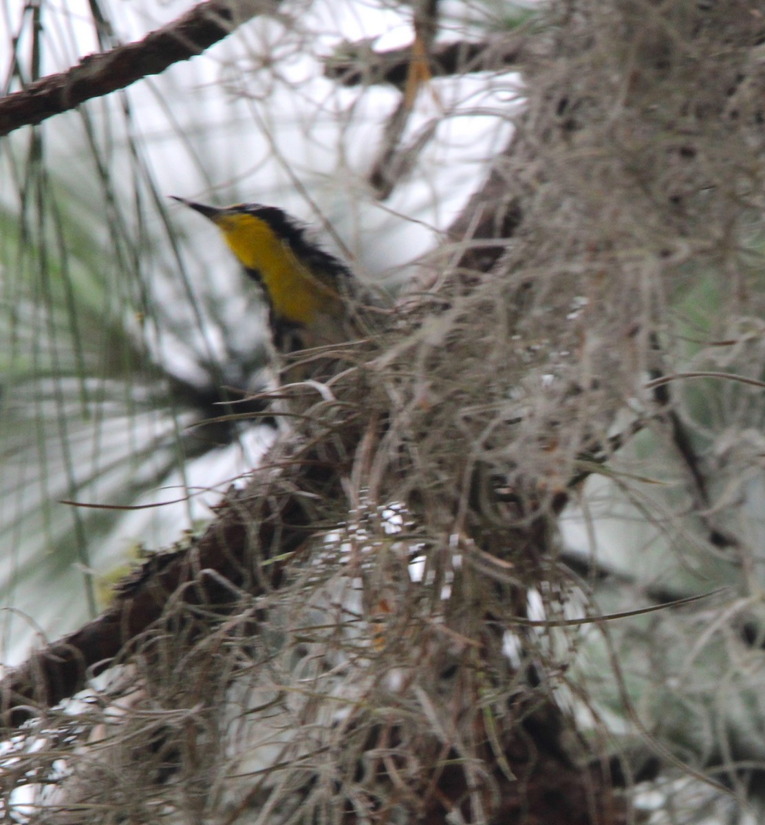 Yellow-throated Warbler - ML620339147