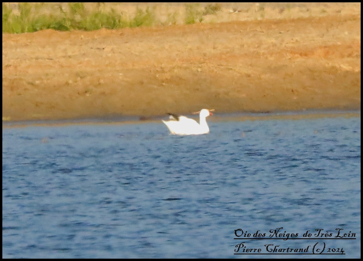 Snow Goose - ML620339177