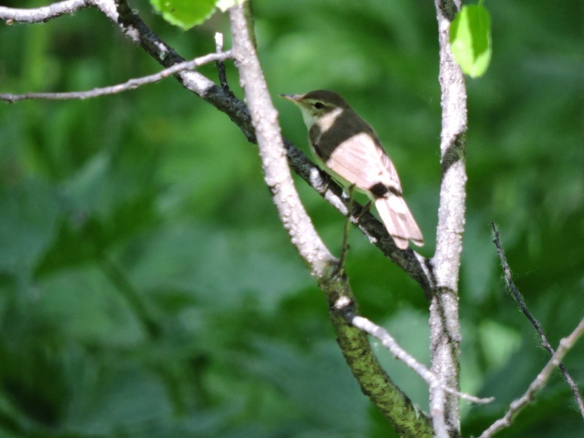 Blyth's Reed Warbler - ML620339179