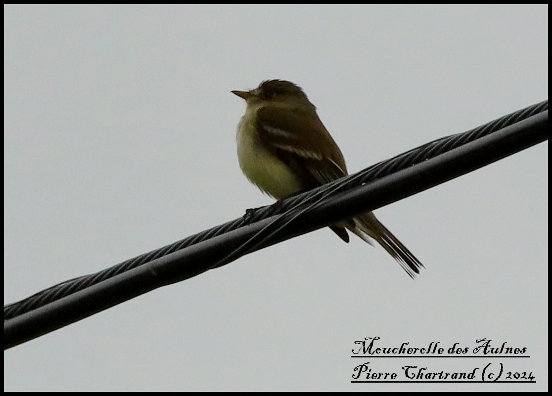 Alder Flycatcher - ML620339182