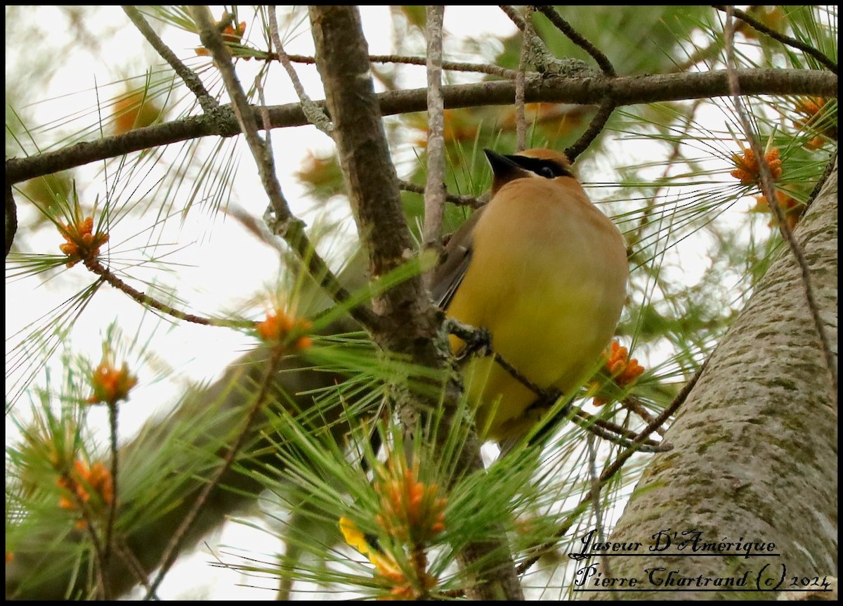 Cedar Waxwing - ML620339186