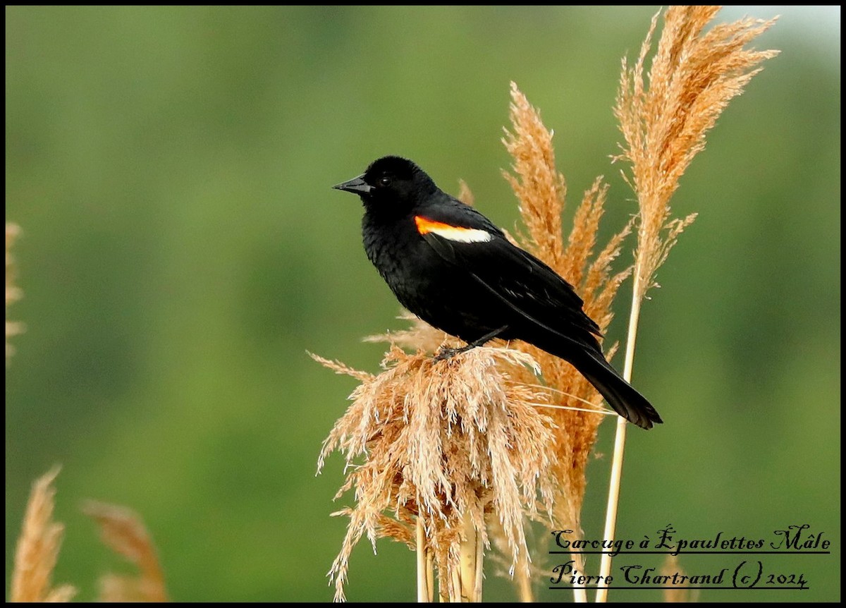 Red-winged Blackbird - ML620339190