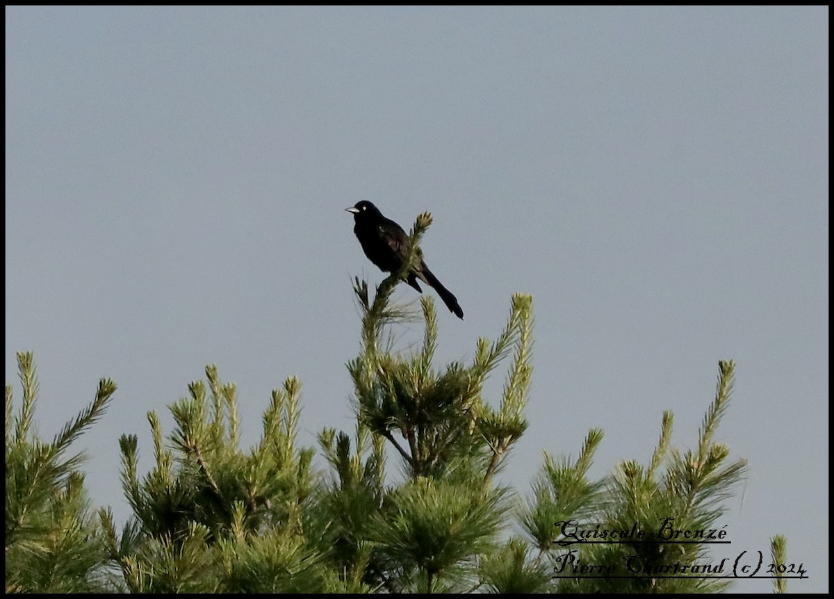 Common Grackle - ML620339193