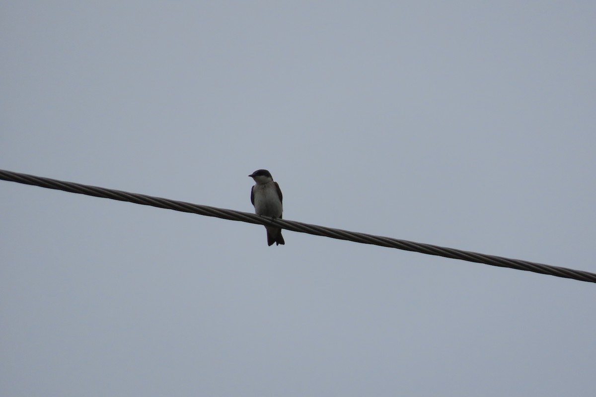 Golondrina/Avión sp. - ML620339199