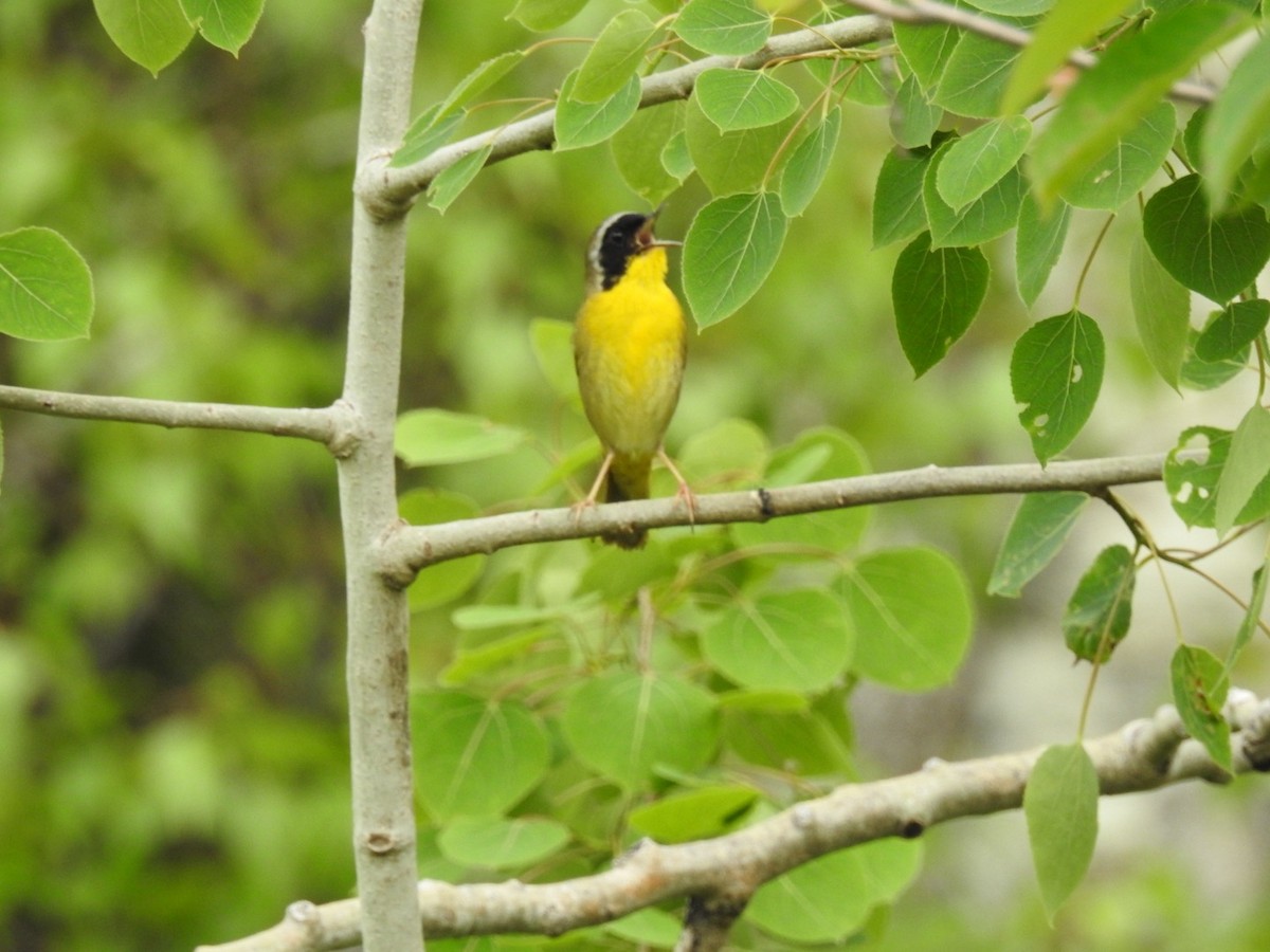 Common Yellowthroat - ML620339202