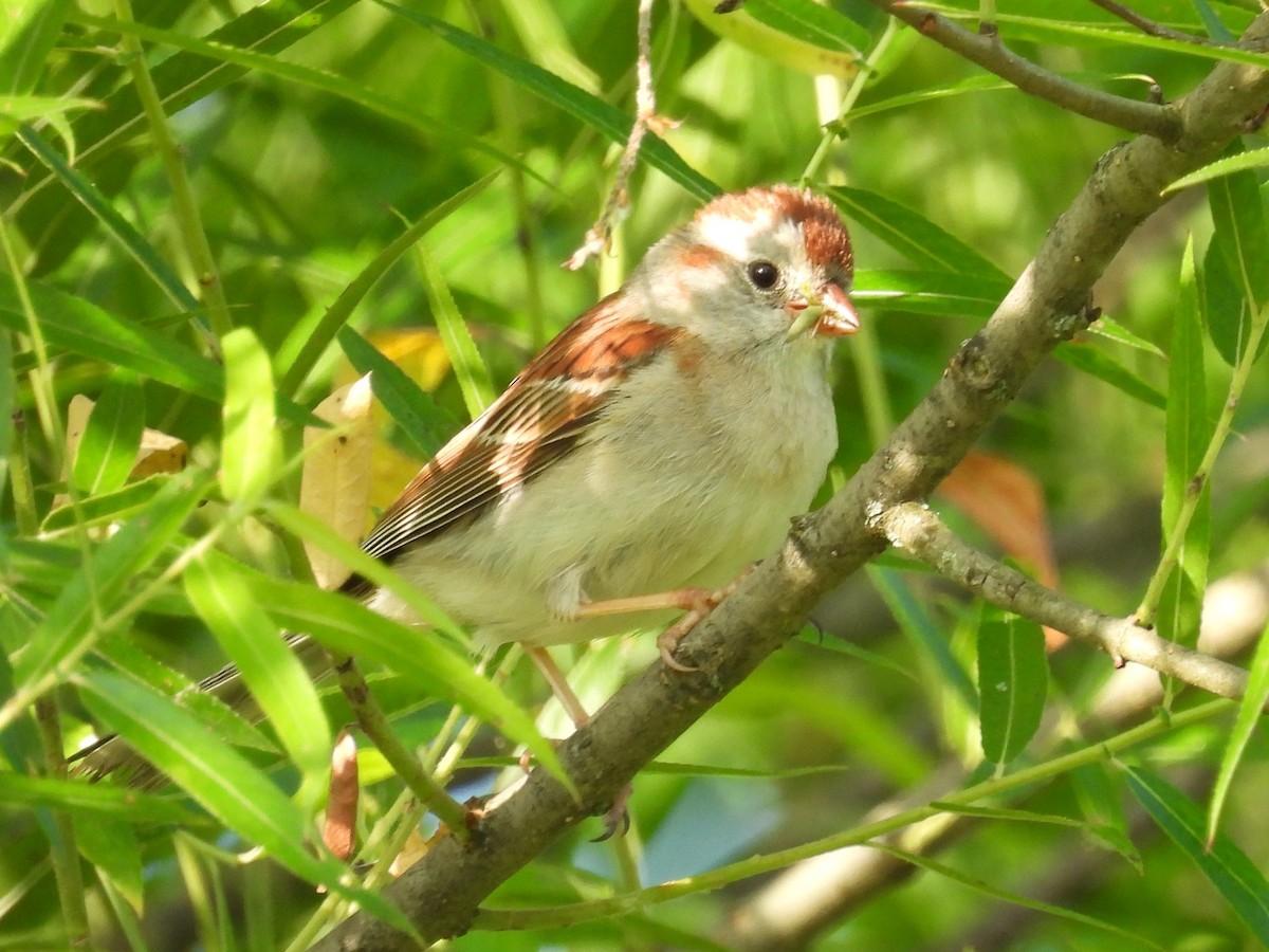 Field Sparrow - ML620339203