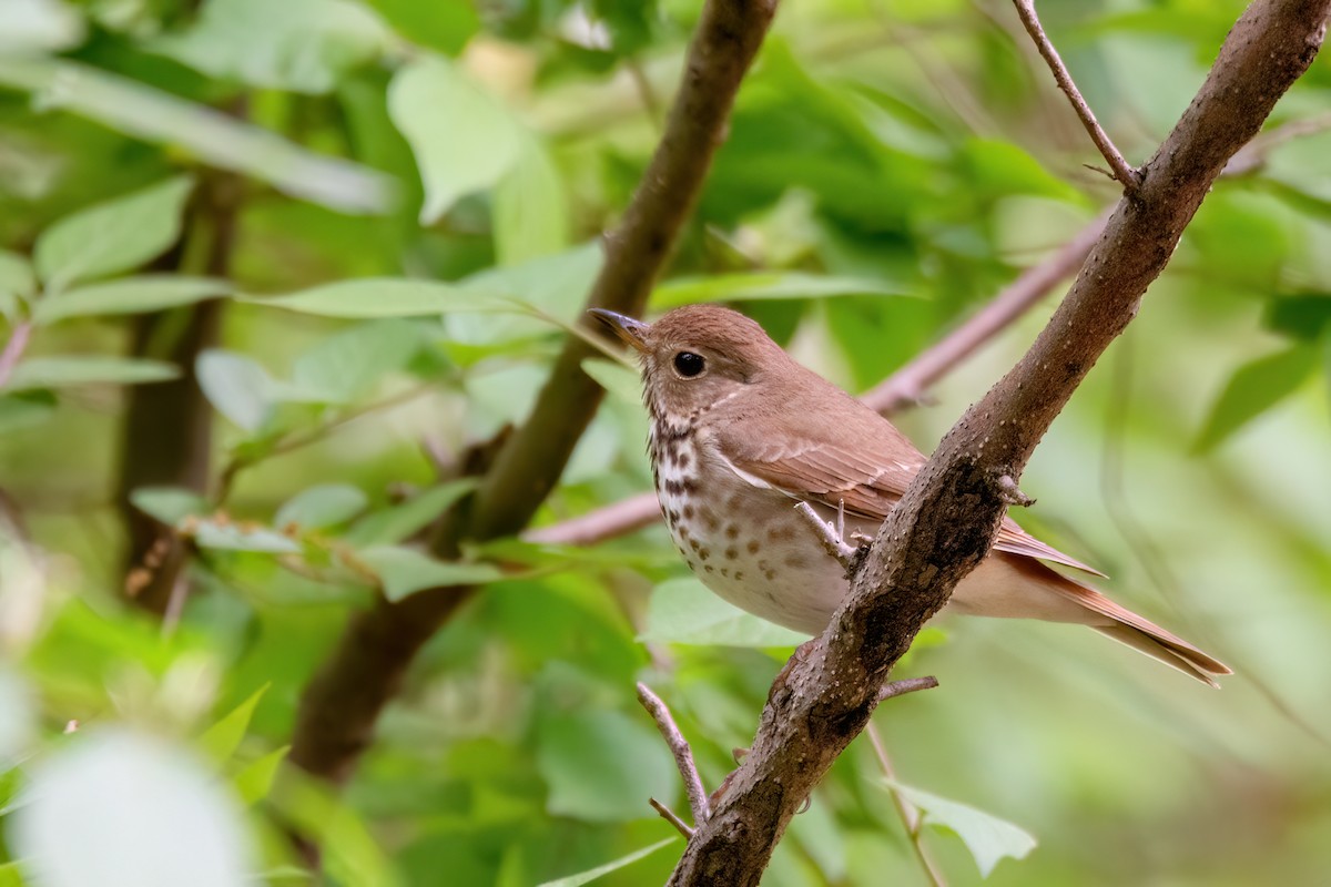 Hermit Thrush - ML620339227