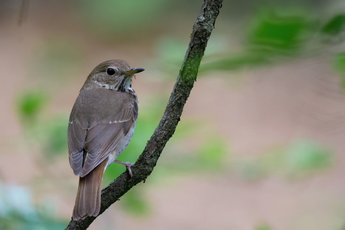 Hermit Thrush - Marcos Eugênio (Birding Guide)