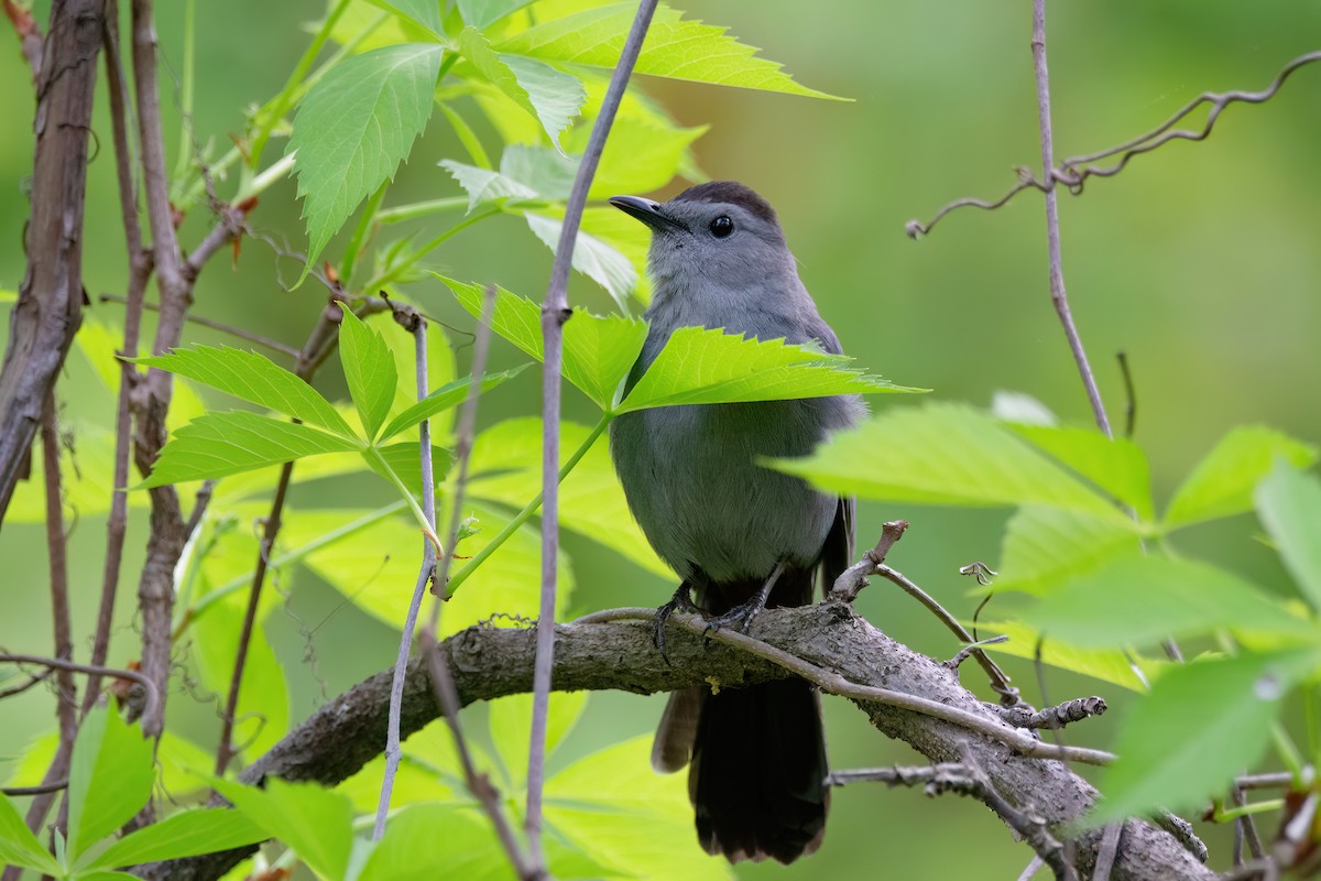 Gray Catbird - ML620339258