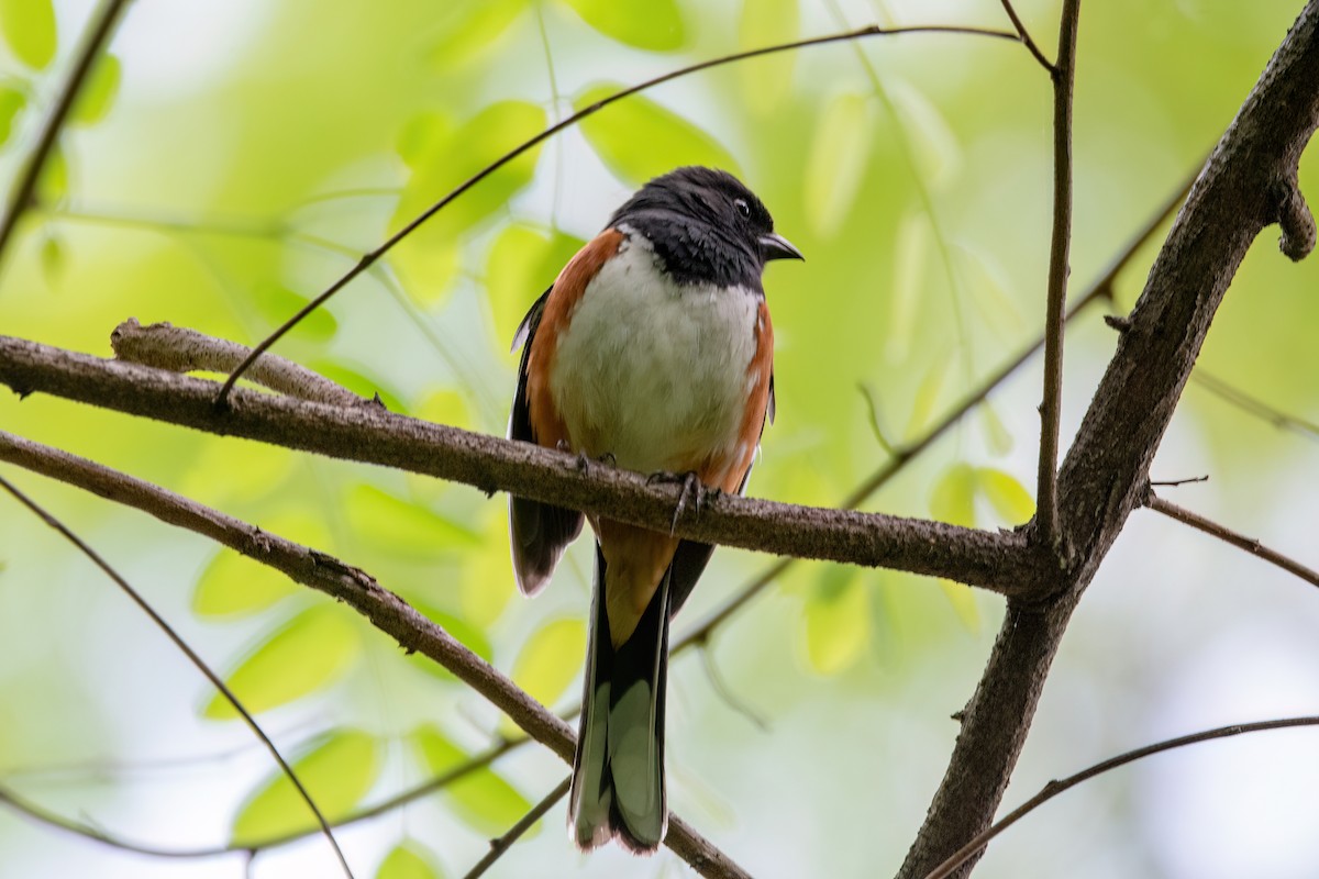 Eastern Towhee - ML620339265