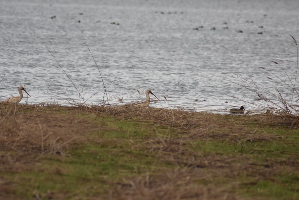 Eurasian Spoonbill - ML620339270