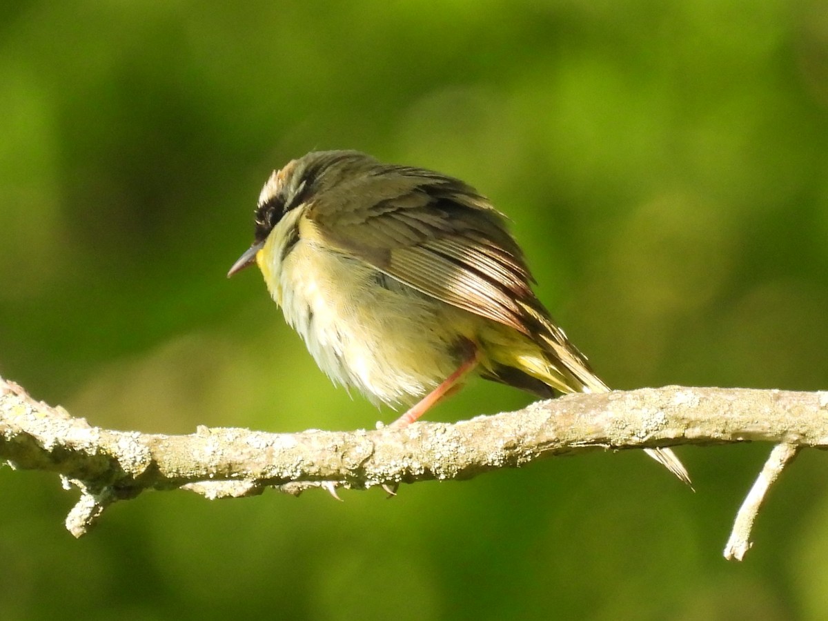 Common Yellowthroat - ML620339271