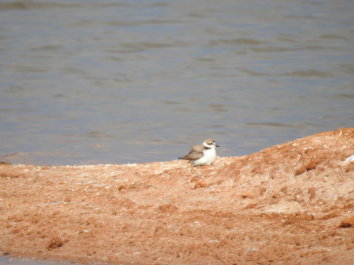 Kentish Plover - João Tiago Ribeiro