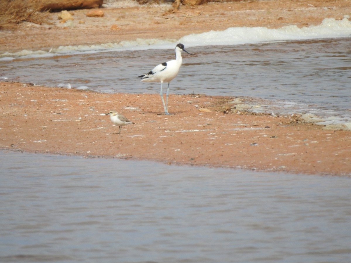 Kentish Plover - ML620339294