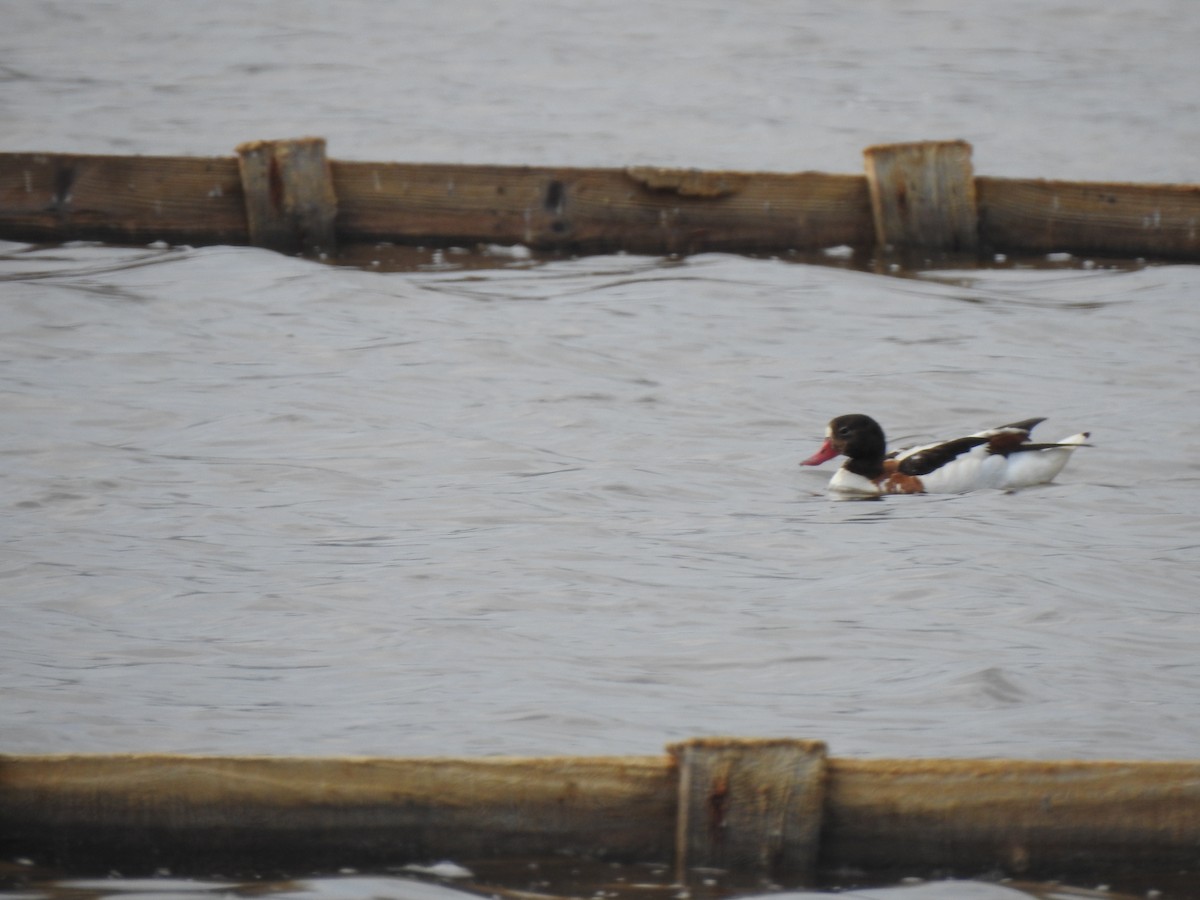 Common Shelduck - ML620339318