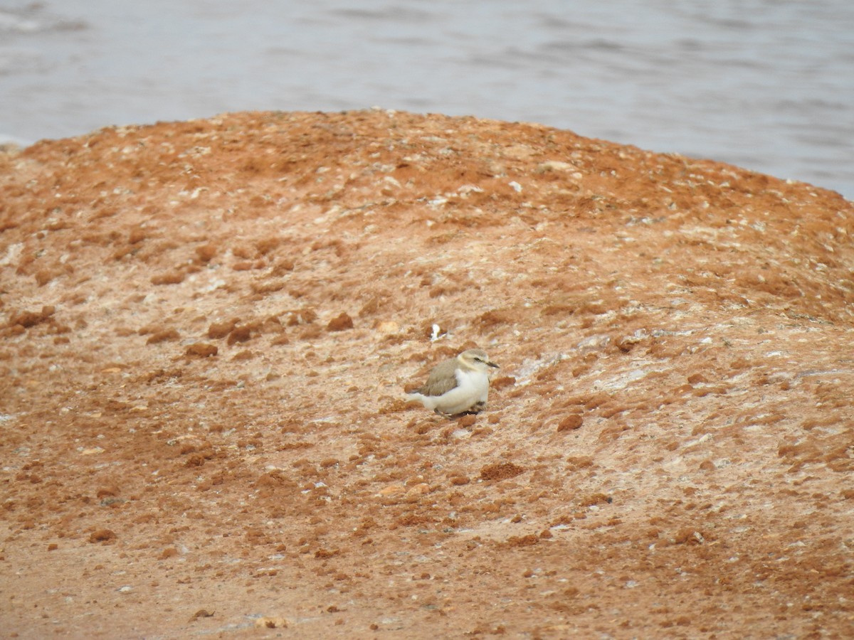 Kentish Plover - ML620339323