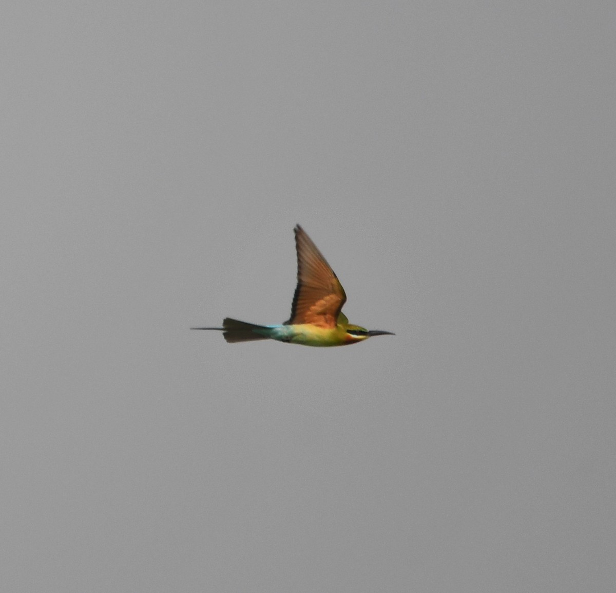 Blue-tailed Bee-eater - ML620339327
