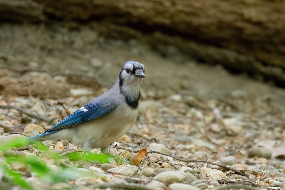 Blue Jay - Marcos Eugênio Birding Guide