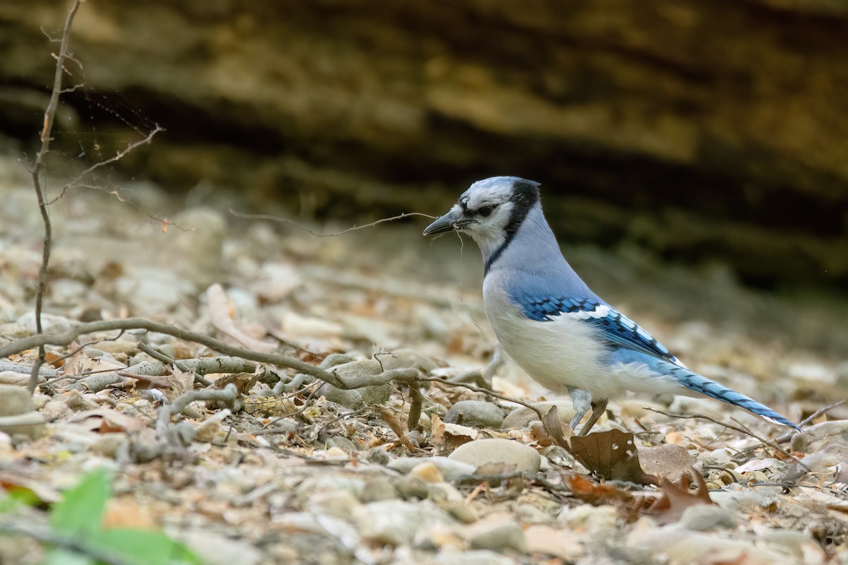 Blue Jay - ML620339335