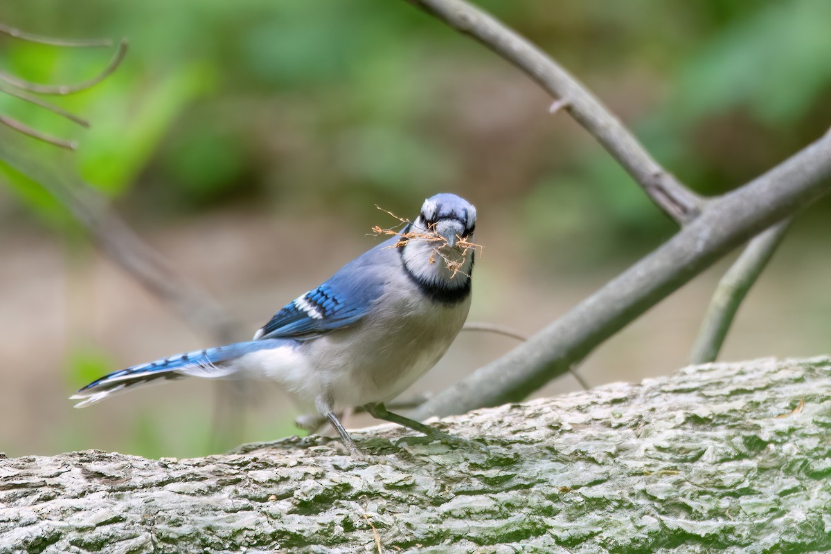 Blue Jay - Marcos Eugênio Birding Guide