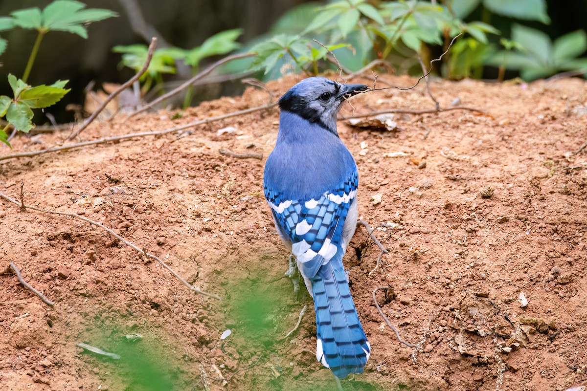 Blue Jay - ML620339337