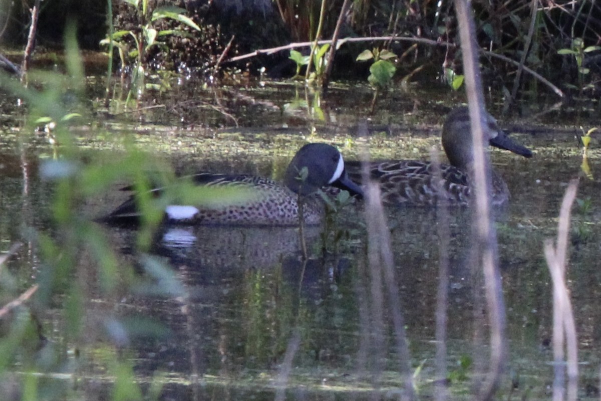 Blue-winged Teal - ML620339348
