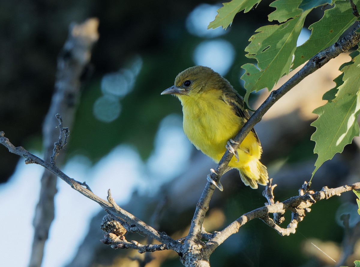 Orchard Oriole - ML620339352