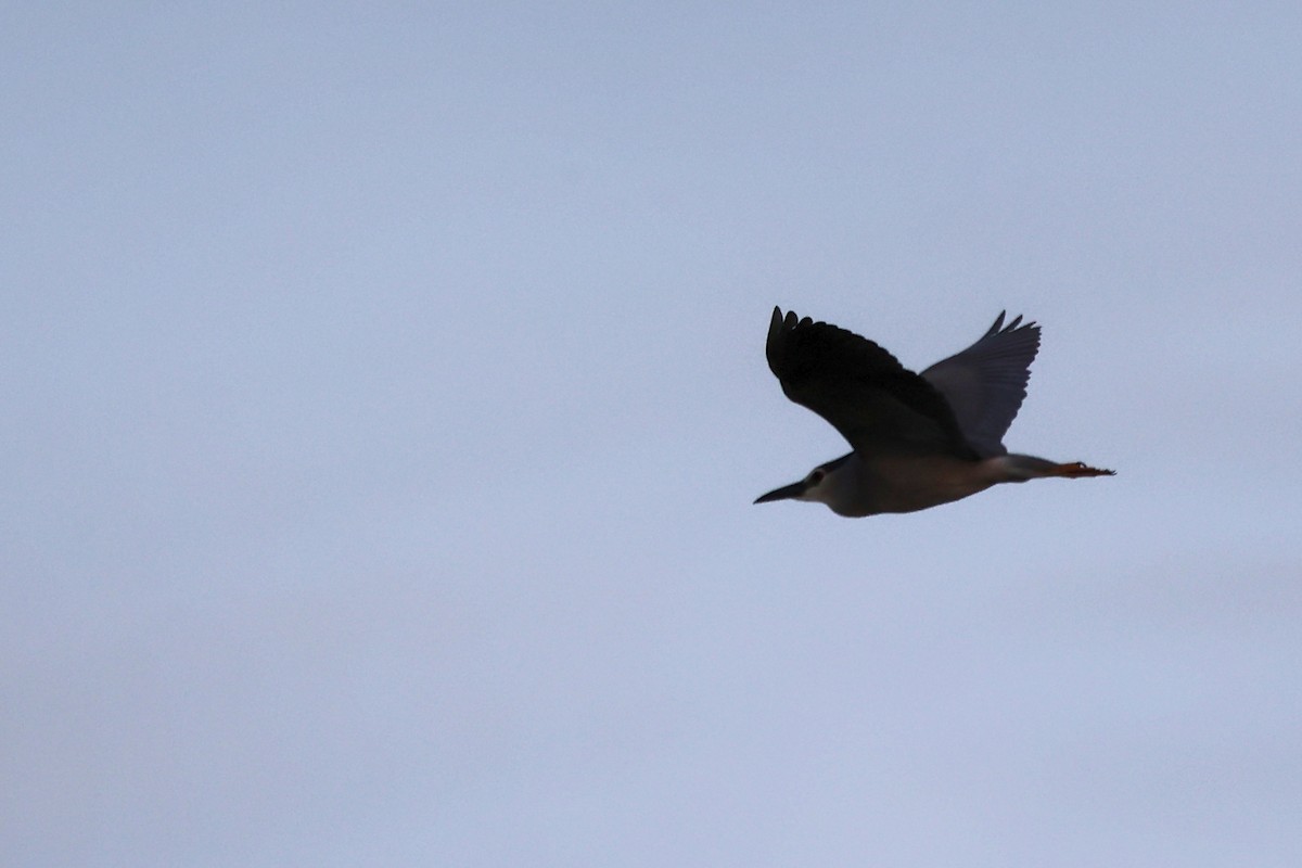 Black-crowned Night Heron - ML620339365