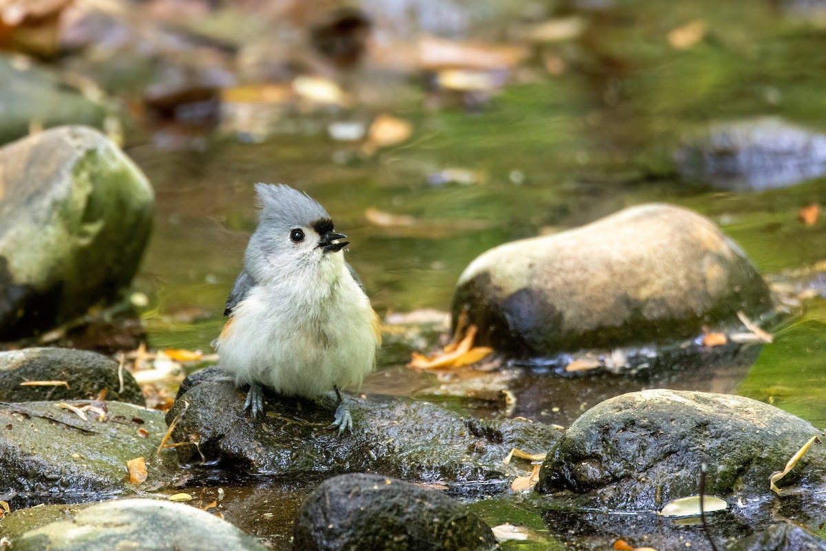 Tufted Titmouse - ML620339373