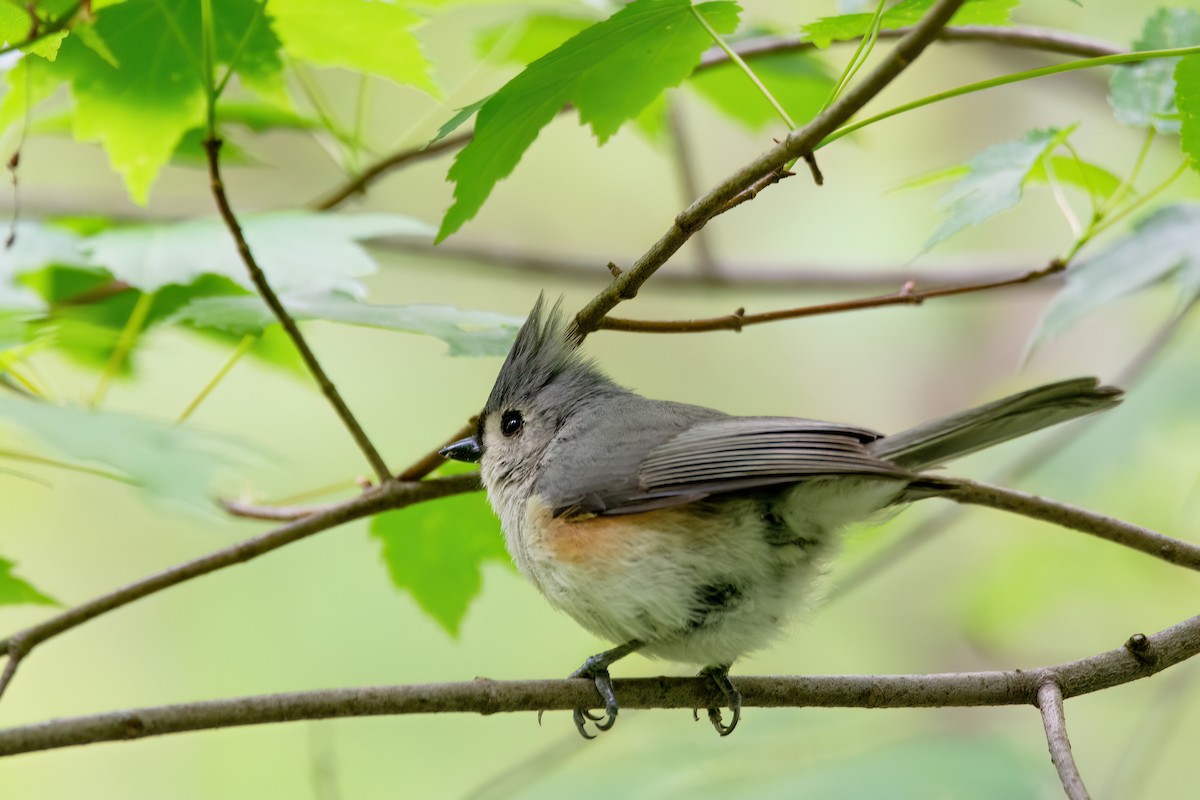 Tufted Titmouse - ML620339374